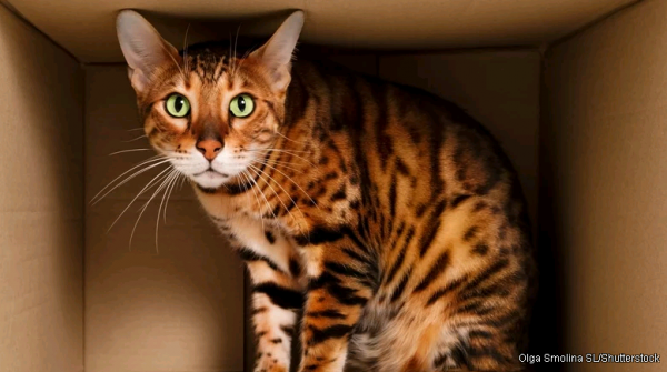 怪哉Ta2NiSe5這樣的材料可能成為進行大規模量子模擬的天然平臺