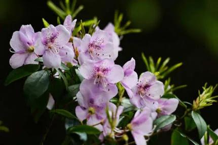 分享——杜鵑花