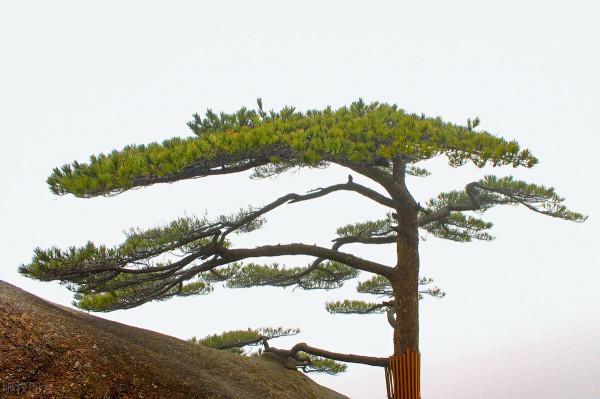 黃山迎客松