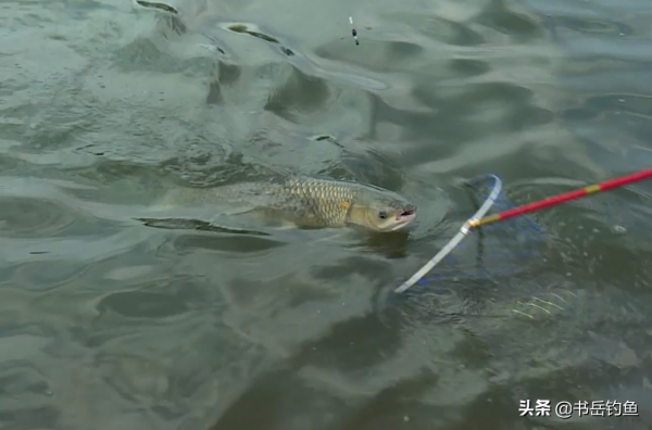 秋釣草魚要注意！一味餌料最好不要加，否則釣魚老手也很難不空軍