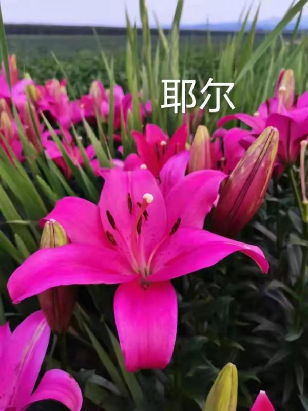 百合花也有春天