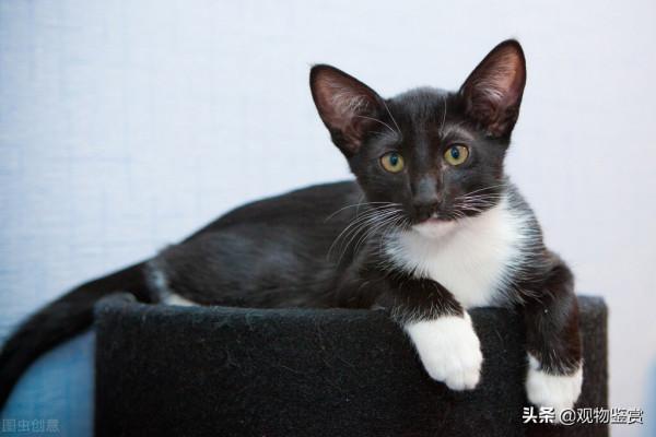 純黑貓的品種有很多，不過純色的貓卻很少見，純黑的貓是什麼品種