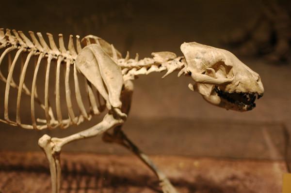 犬科動物演化史上,前三強的猛獸分別是什麼?能打贏貓科嗎? 犬科動物演化史上,前三強的猛獸分別是什麼?能打贏貓科嗎?