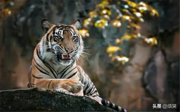 新疆虎是西亞虎的一個分支。新疆虎體型僅次於東北虎,你見過嗎 新疆虎是西亞虎的一個分支。新疆虎體型僅次於東北虎,你見過嗎