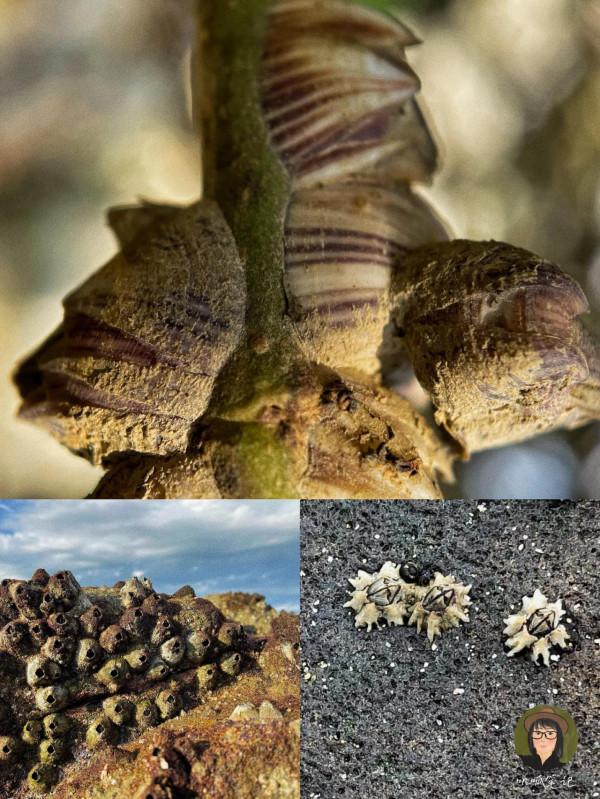 請問你們這些海洋動物,到底是男是女? 請問你們這些海洋動物,到底是男是女?