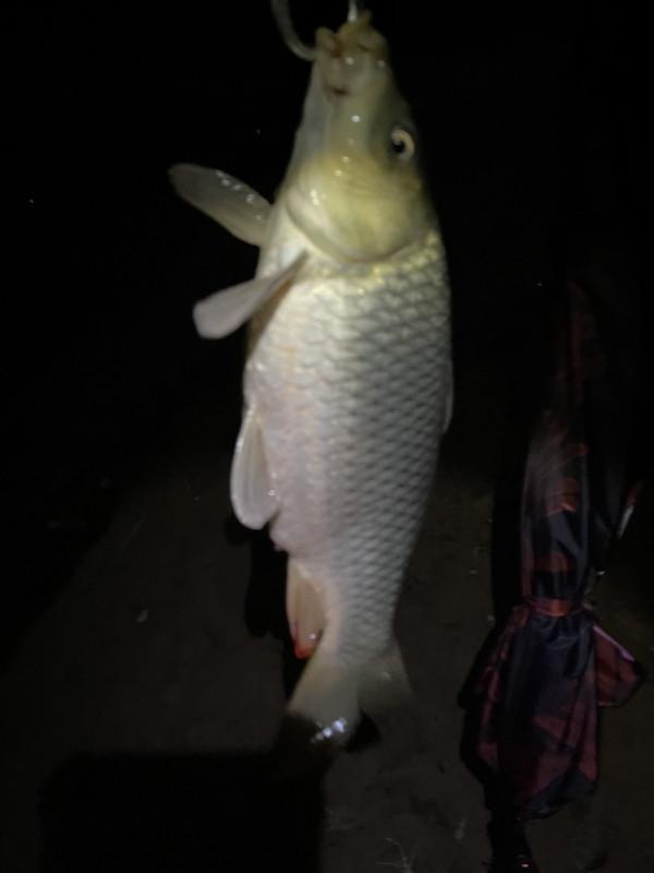 元宵節大戰阿墨江，與巨鯉博手一戰