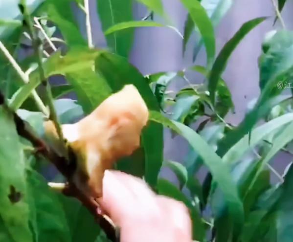 不帶貨不開小櫥窗，網紅“貝勒爺”邵雨軒憑什麼這麼&quot;豪橫&quot;？