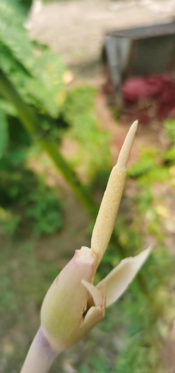 第一次看見自己家種的芋頭開花了 第一次看見自己家種的芋頭開花了