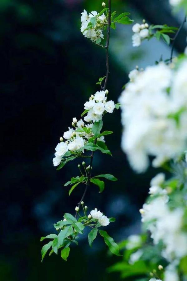 淡雅芬芳木香花