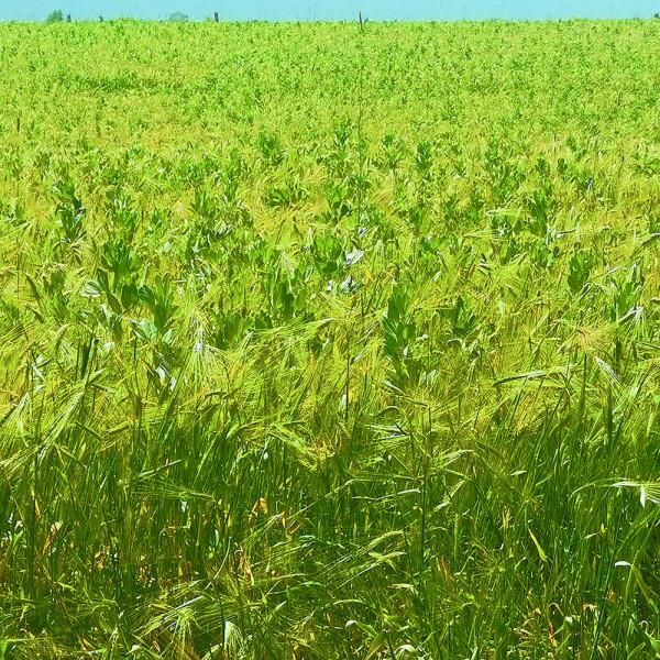 青海蠶豆 結構調整的“張力”