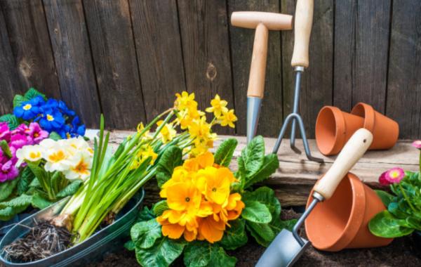 1種很棒的天然生根劑，簡單處理，養啥旺啥，卻總被當垃圾丟了