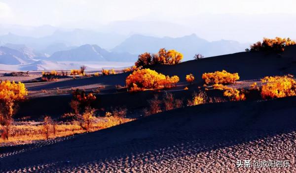 國內這6個地方的胡楊林，美得無法無天！此生一定要去看一次