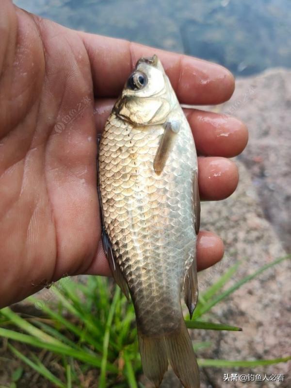 向高齡釣友請教的“搖三搖”釣法，毫無保留的分享給大家