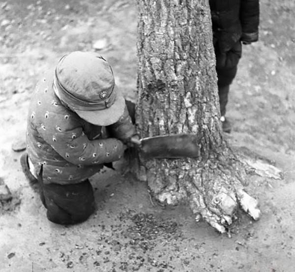 黑龍江大爺種植西葫蘆，一年銷售額高達一億，帶上千戶農民致富