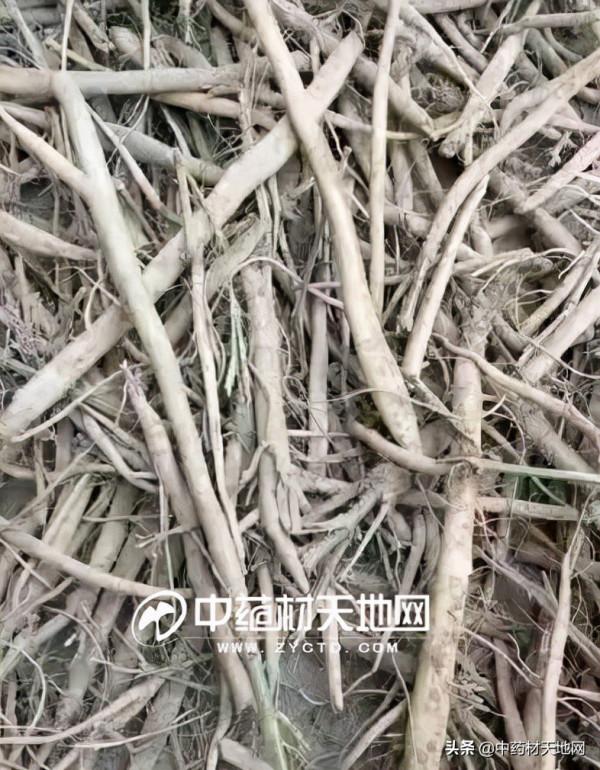 牛膝產新已收尾 行情一漲再漲是供求關係還是外因導致？