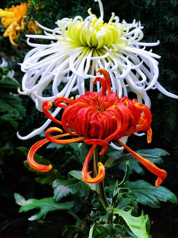 梅、蘭、竹、菊四君子的排名