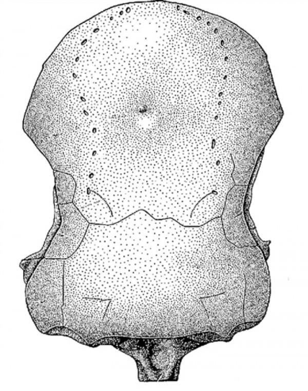 先驅楊氏魚：改寫人們對四足動物起源認知的魚