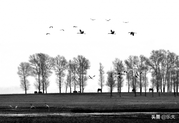 白鶴之鄉·莫莫格