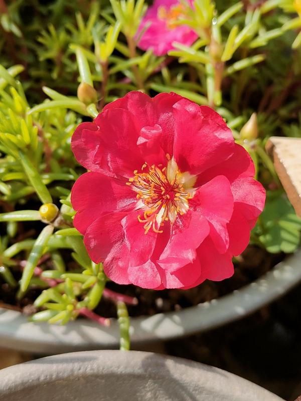 夏天養護5種花，大太陽下也別躲，越曬越爆盆