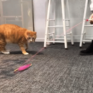 貓也有抑鬱症，你家的寶寶中招了嗎