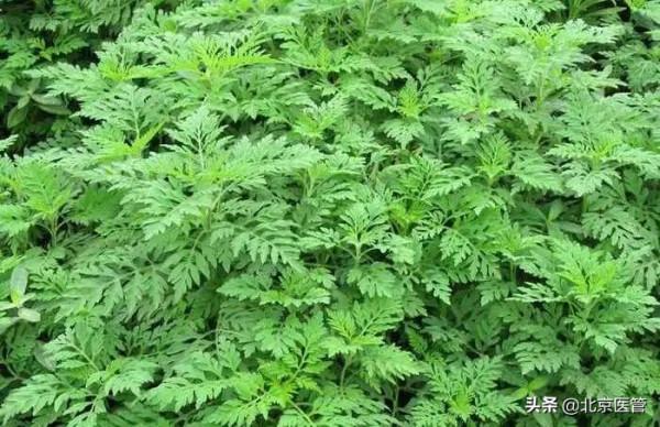 關於艾草的那些事 關於艾草的那些事