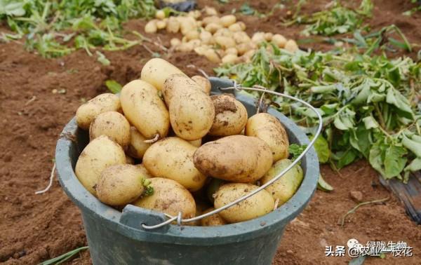 硼肥有多厲害?看看你就知道,講的很全面!(一) 硼肥有多厲害?看看你就知道,講的很全面!(一)