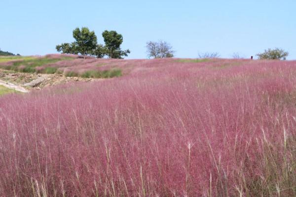 中秋去哪兒:粉黛染山頭,如煙似霞浪漫朦朧 中秋去哪兒:粉黛染山頭,如煙似霞浪漫朦朧