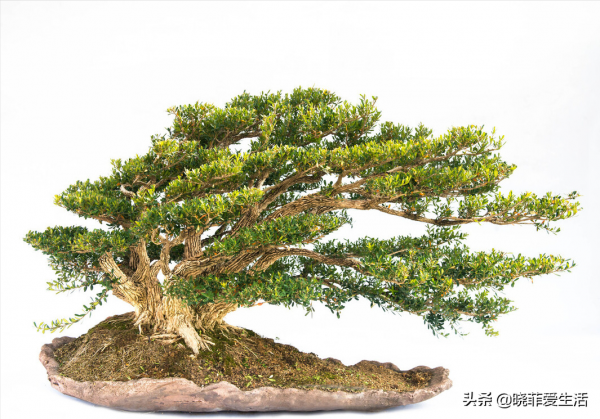 庭院常見的5種“吉祥樹”,高雅大氣有品位,養成老樁更“旺家” 庭院常見的5種“吉祥樹”,高雅大氣有品位,養成老樁更“旺家”