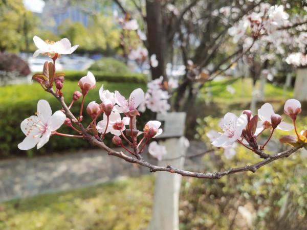 風和日麗，花花世界最是動人（原創）