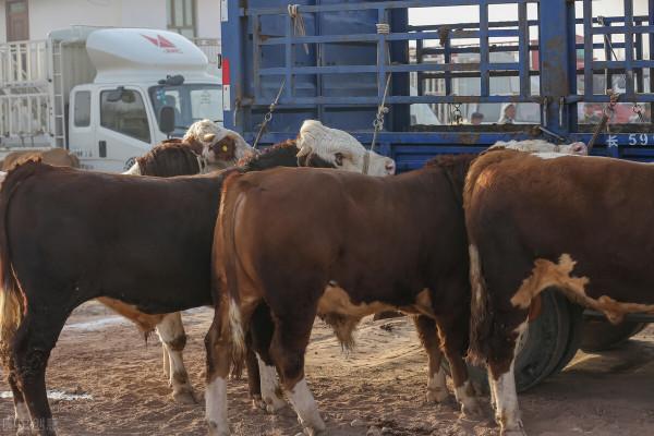 果農自制有機肥,先別急著發酵!這麼多型別,快看看哪種最適合 果農自制有機肥,先別急著發酵!這麼多型別,快看看哪種最適合