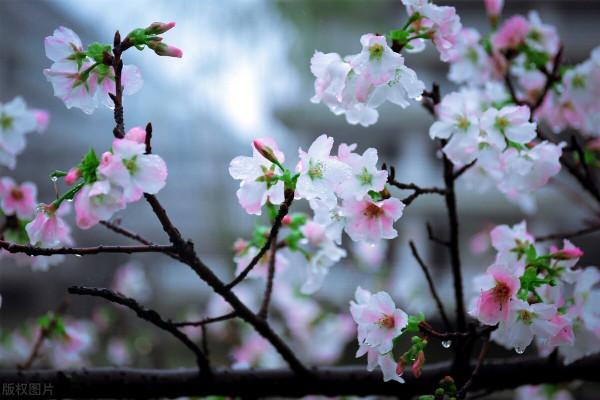 人生,有一種境界叫,真善美 人生,有一種境界叫,真善美