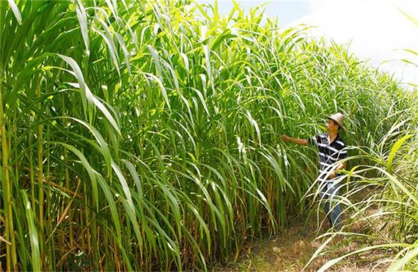 畝產30噸，種一次能收割15年！種植巨菌草真的可以賺錢嗎？