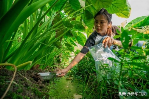 喜茶在廣西打造檳榔芋共建種植基地 新茶飲為傳統農產品創造新可能