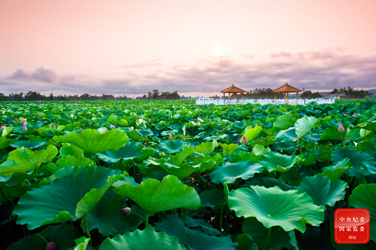 鏡頭|八月荷花蕩 鏡頭|八月荷花蕩