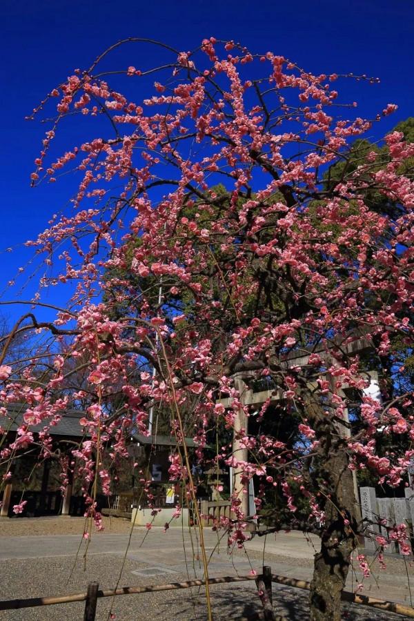 冬天的京都，去這些地方玩會更有趣