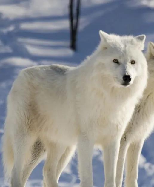 聊齋故事：恩生情