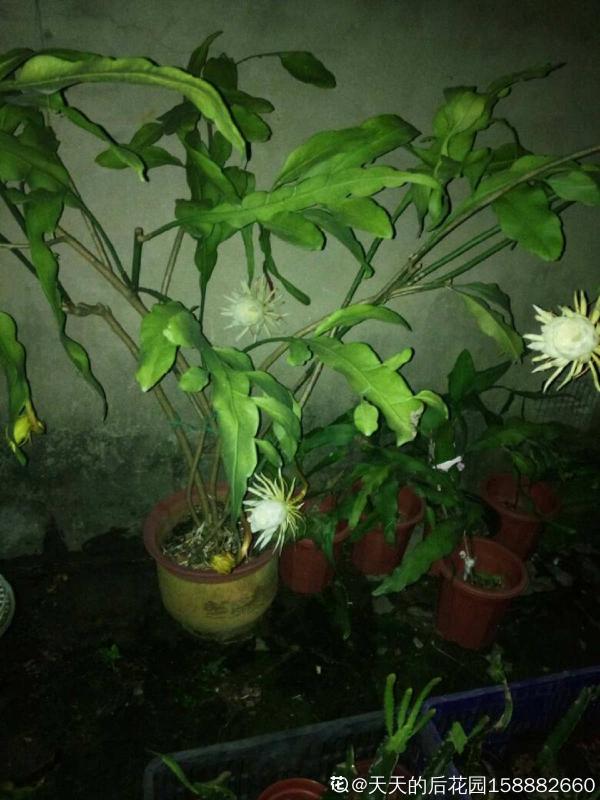 夏日曇花季，養護得好就能看到開放全過程，網友感嘆：美翻了