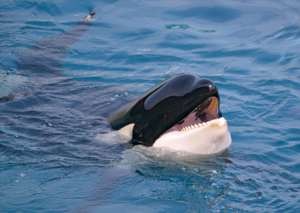 在鯨魚腹中是一種什麼感覺?一個手無寸鐵的人,還有機會逃生嗎? 在鯨魚腹中是一種什麼感覺?一個手無寸鐵的人,還有機會逃生嗎?