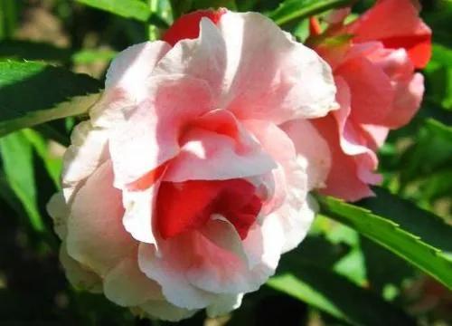 分享圖片，重瓣鳳仙花