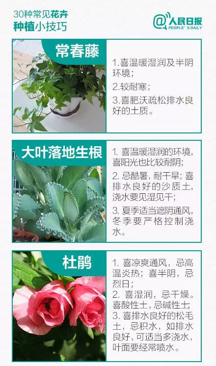 30種常見花卉種植小技巧