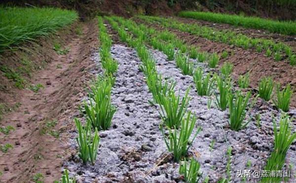 農民常用的草木灰分草灰和木灰，哪一種灰的肥效更好一些