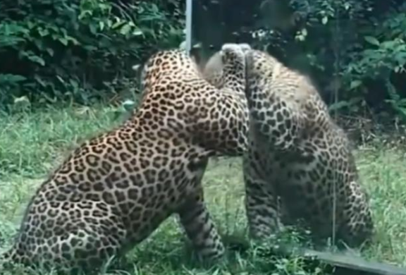 非洲花豹照鏡子 被鏡子中的帥氣自己迷住了 原來豹子也可以這麼萌