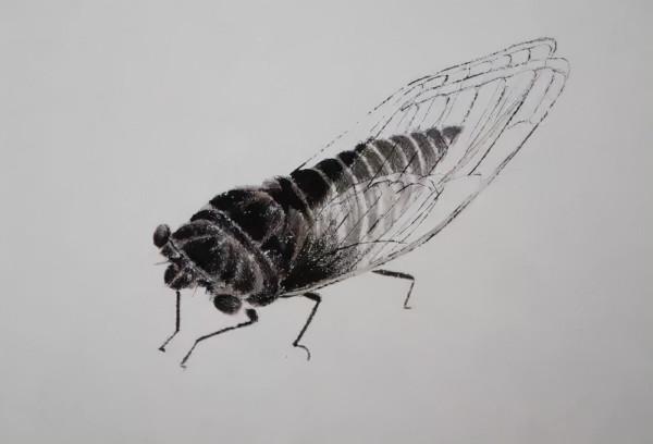 齊白石筆下的飛蟲,精細之極 齊白石筆下的飛蟲,精細之極