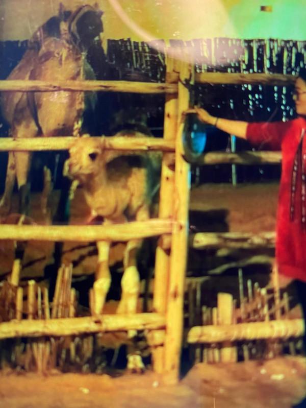 快來欣賞這些可愛的動物們