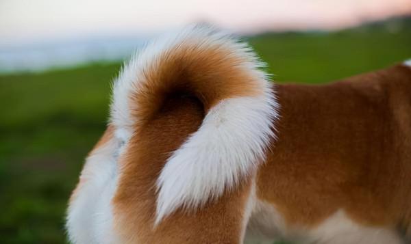 鏟屎官必看！區分貓狗是左手利還是右手利