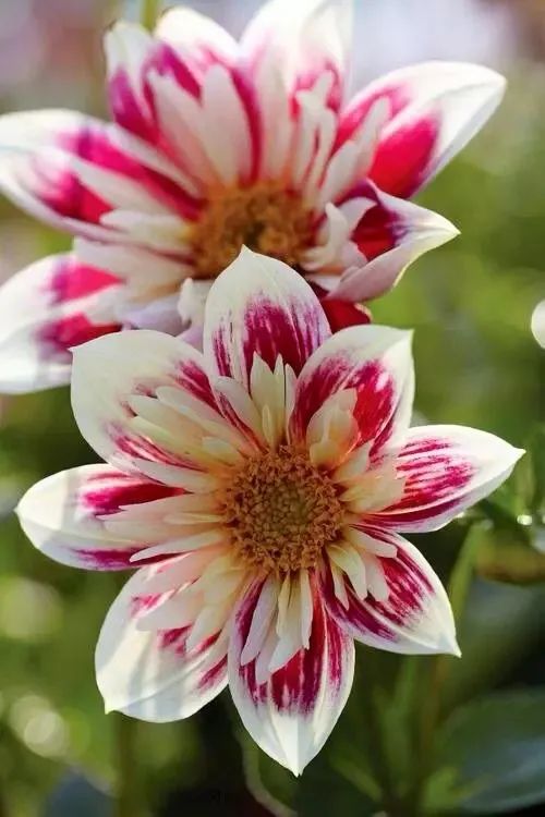 植庫‖豐富多彩的大麗花竟被冠為慘案之名？