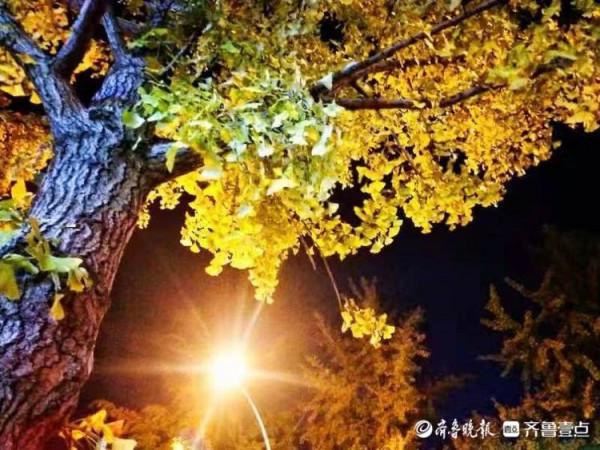 銀杏樹葉黃，斑斕夜色美