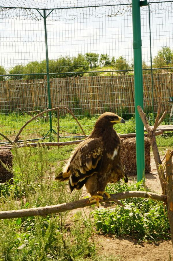 同住地球村，我們是一家人，這些野保動物您見過嗎（2）