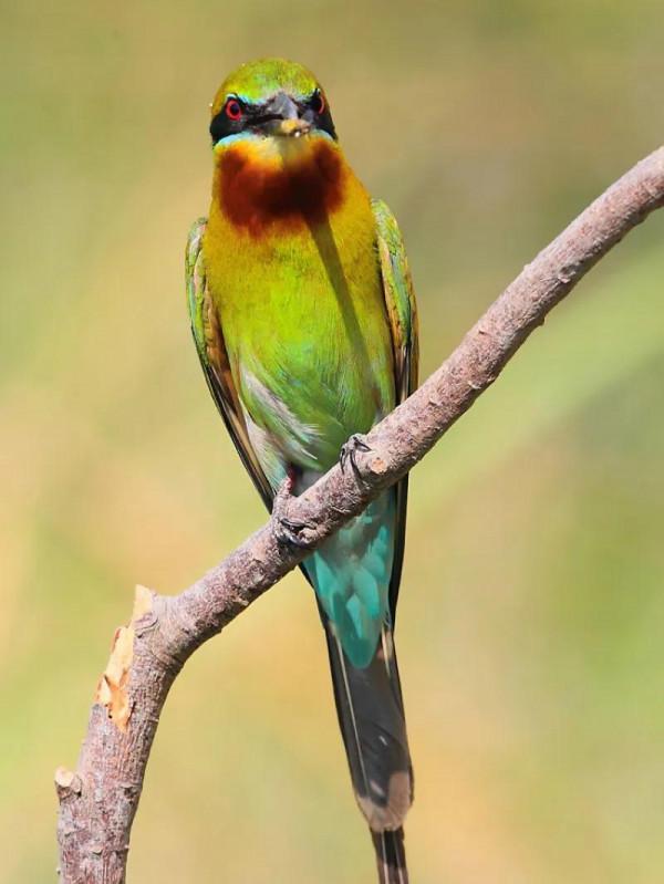 100幅美麗的鳥圖欣賞