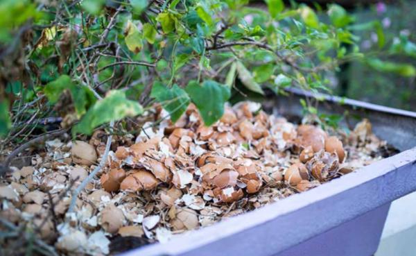 雞蛋殼是養花神器，掌握住這些用法，完全不需再花錢買肥料了